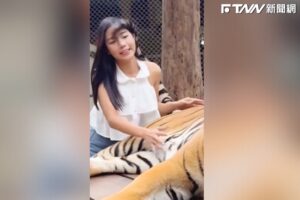 正妹網紅堅持撫摸老虎肚子　下一秒慘遭「甩尾打臉」